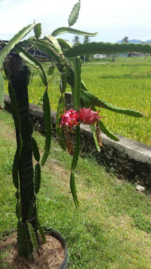 Tanabendang Banglos Pantai Cenang  Eksteriør billede